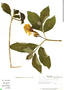 Image of Stemmadenia pubescens