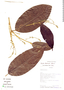 Croton pachypodus G. L. Webster, Ecuador, D. A. Neill 7336, F