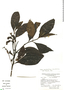 Cordia cylindrostachya (Ruíz & Pav.) Roem. & Schult., A. Cano 5007, F