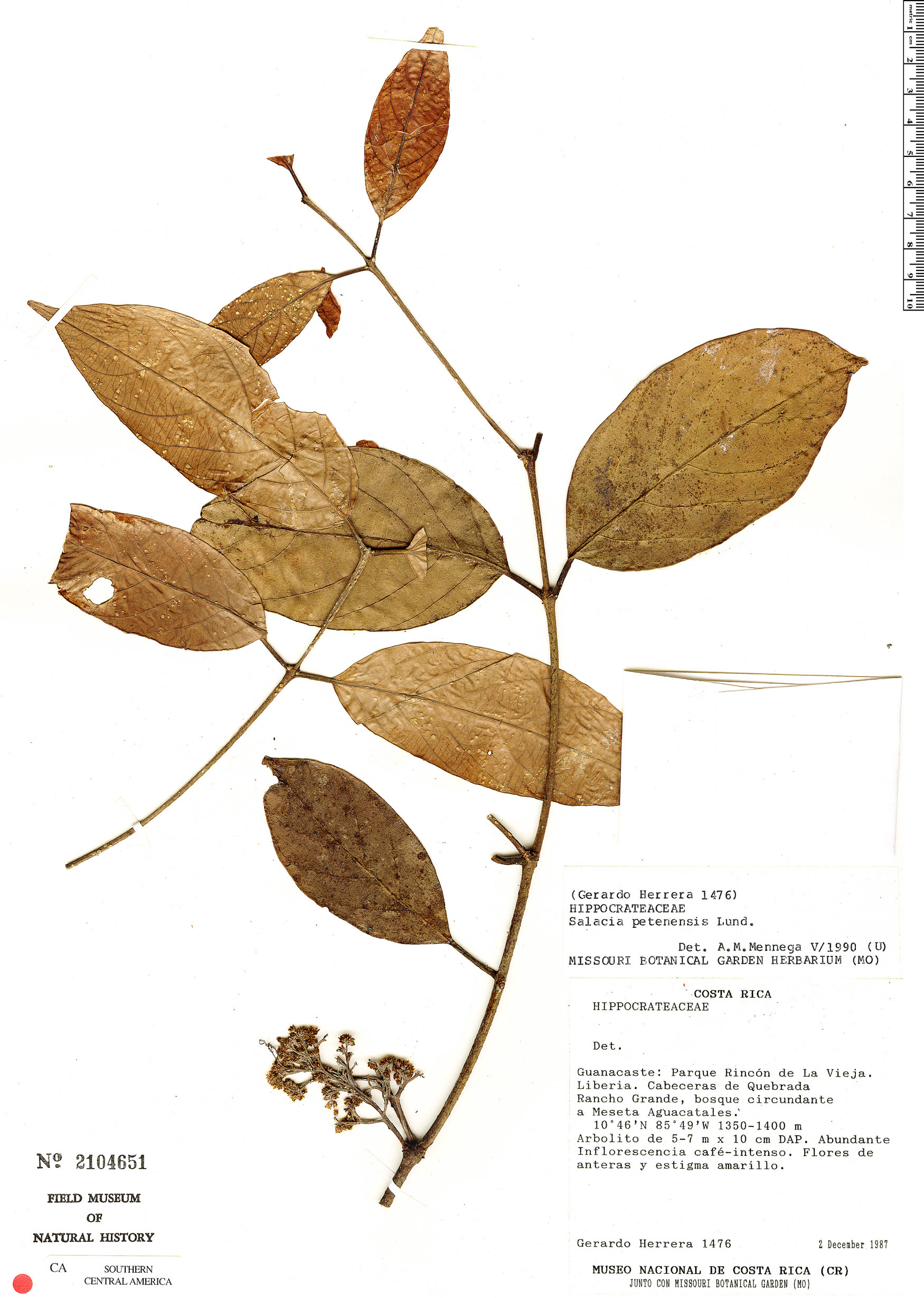 Salacia cordata subsp. cordata image