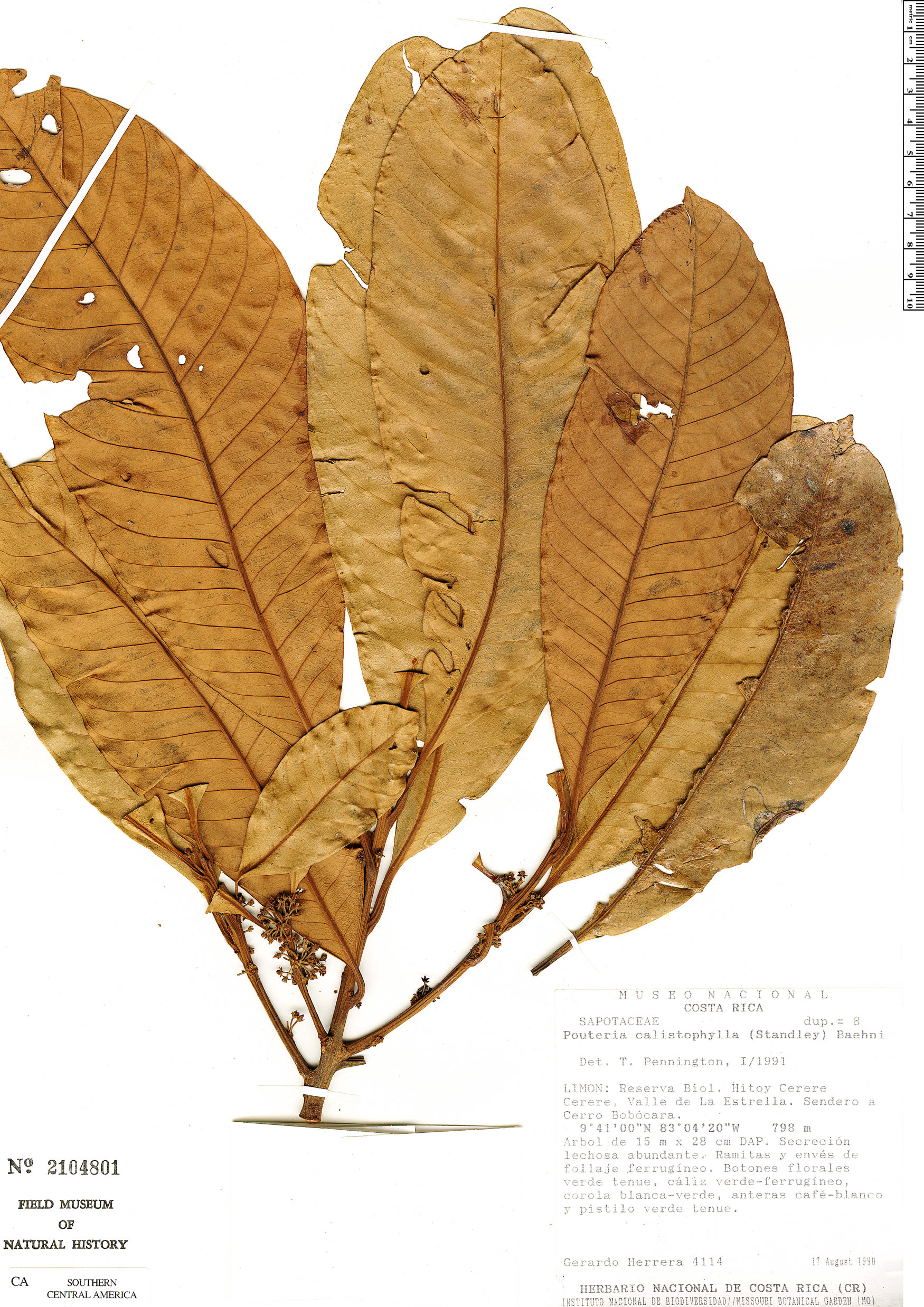 Pouteria calistophylla image