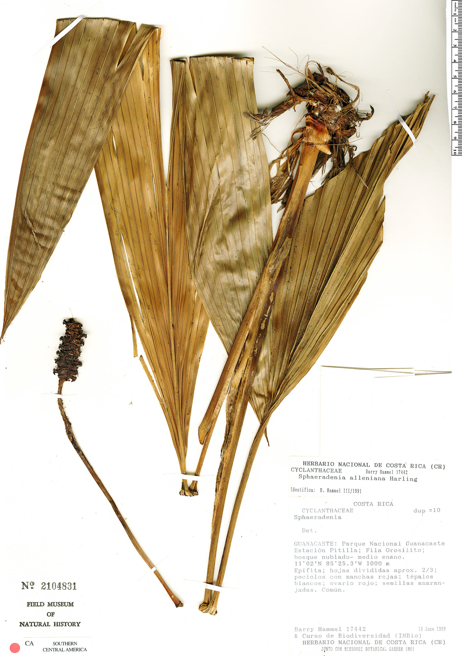 Sphaeradenia occidentalis image