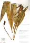 Sphaeradenia occidentalis, Costa Rica, B. E. Hammel 17442, F