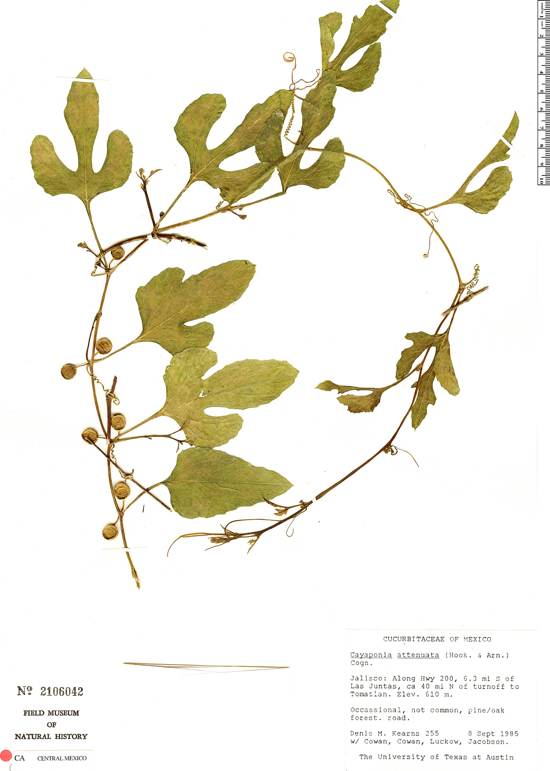 Cayaponia attenuata image