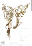 Cystopteris fragilis (L.) Bernh., Bolivia, S. G. Beck 17406, F