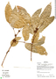 Protium heptaphyllum Marchal, Bolivia, M. Toledo 75, F