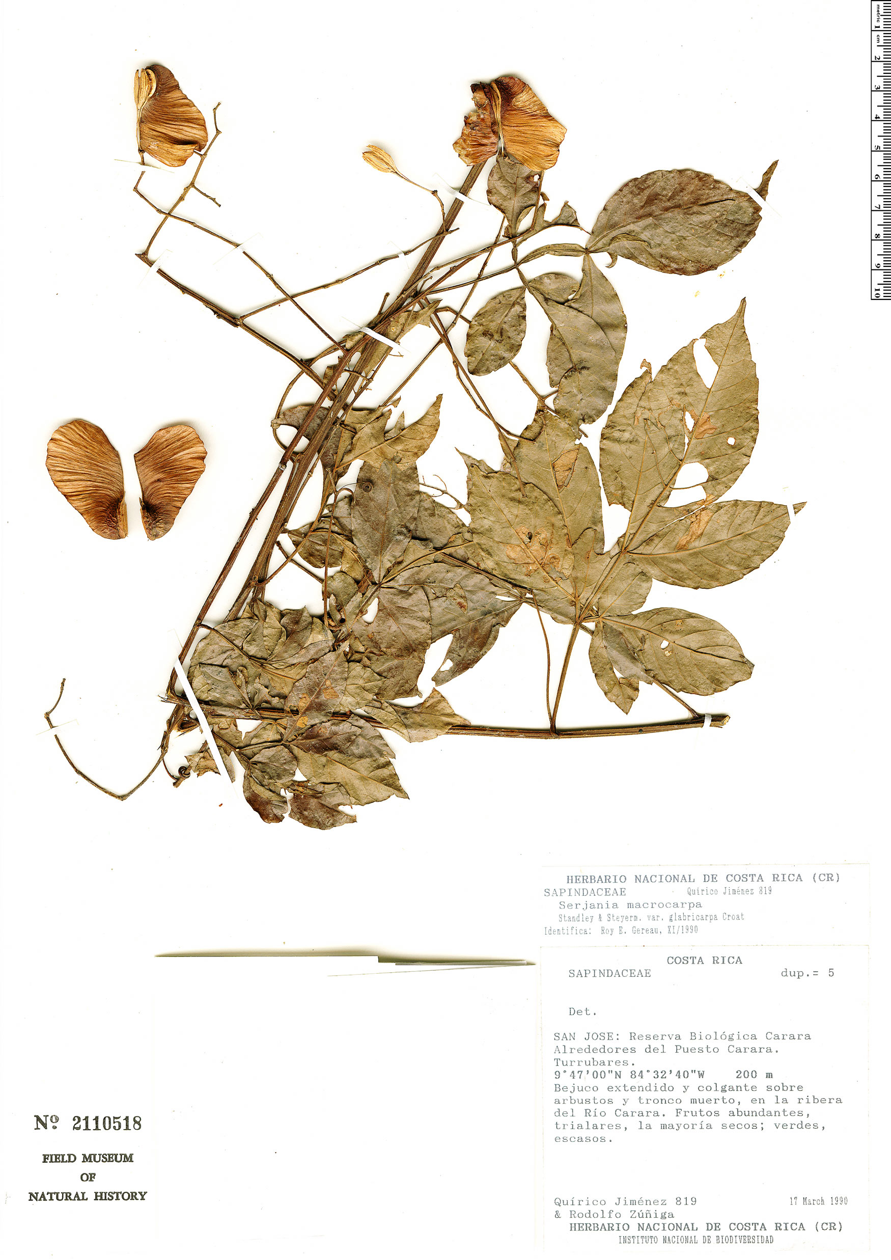 Serjania macrocarpa image