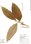 Styrax sieberi Perkins, Bolivia, R. B. Foster 13720, F
