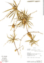 Herreria montevidensis Klotzsch, Bolivia, A. H. Gentry 75197, F