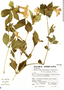 Ruellia spectabilis (Hook.) G. Nicholson, Peru, S. Llatas Quiroz 3112, F