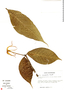 Hillia macrophylla image