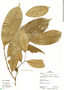 Anaxagorea brevipes Benth., Peru, R. B. Foster 12725, F