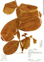 Inga velutina Willd., Peru, R. B. Foster 13281, F