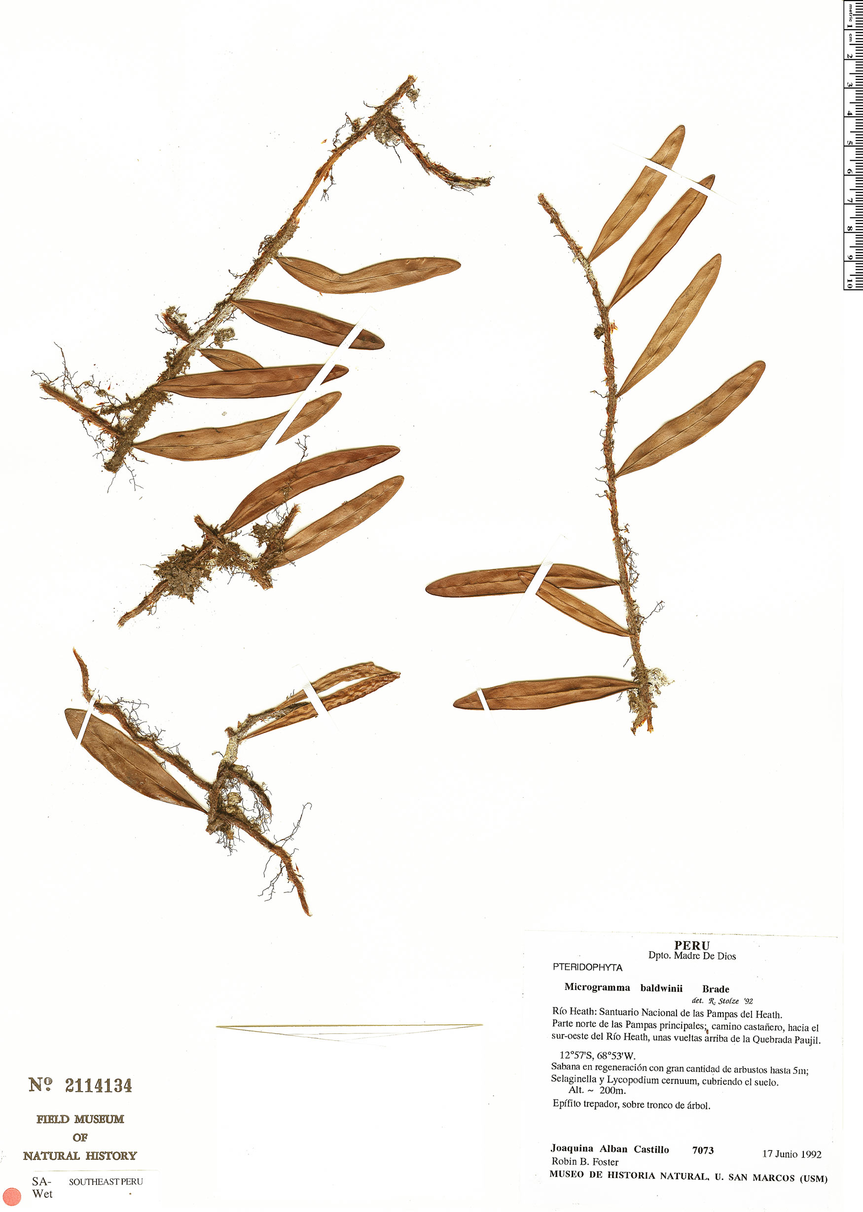 Microgramma baldwinii | Rapid Reference | The Field Museum