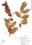 Myrcia guianensis (Aubl.) DC., Bolivia, R. B. Foster 14506, F