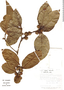 Image of Sloanea rugosa
