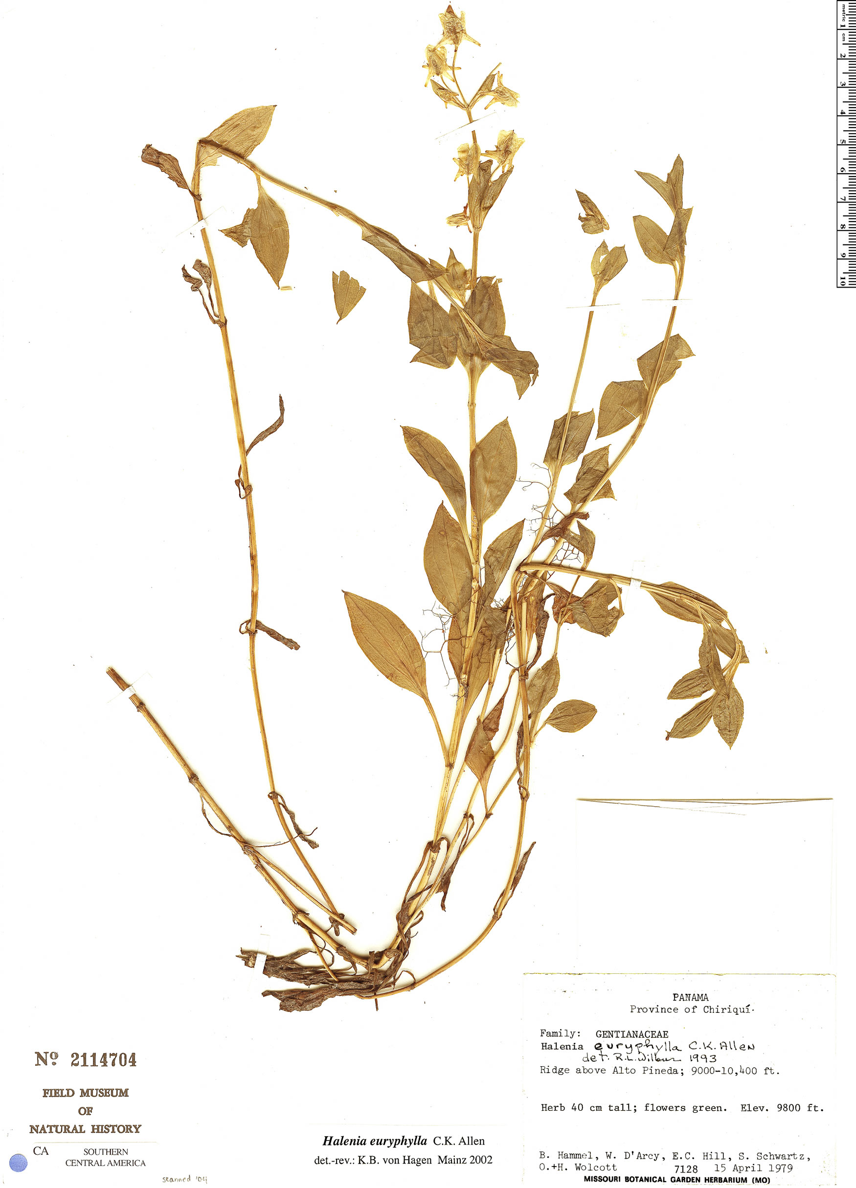 Halenia euryphylla image