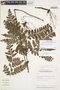 The Pteridological Collections Consortium: An integrative approach to pteridophyte diversity over the last 420 million years - funded by the National Science Foundation (Award No. 1802352)