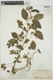 Acalypha aristata image