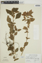 Acalypha arvensis image