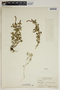 Acalypha radians image