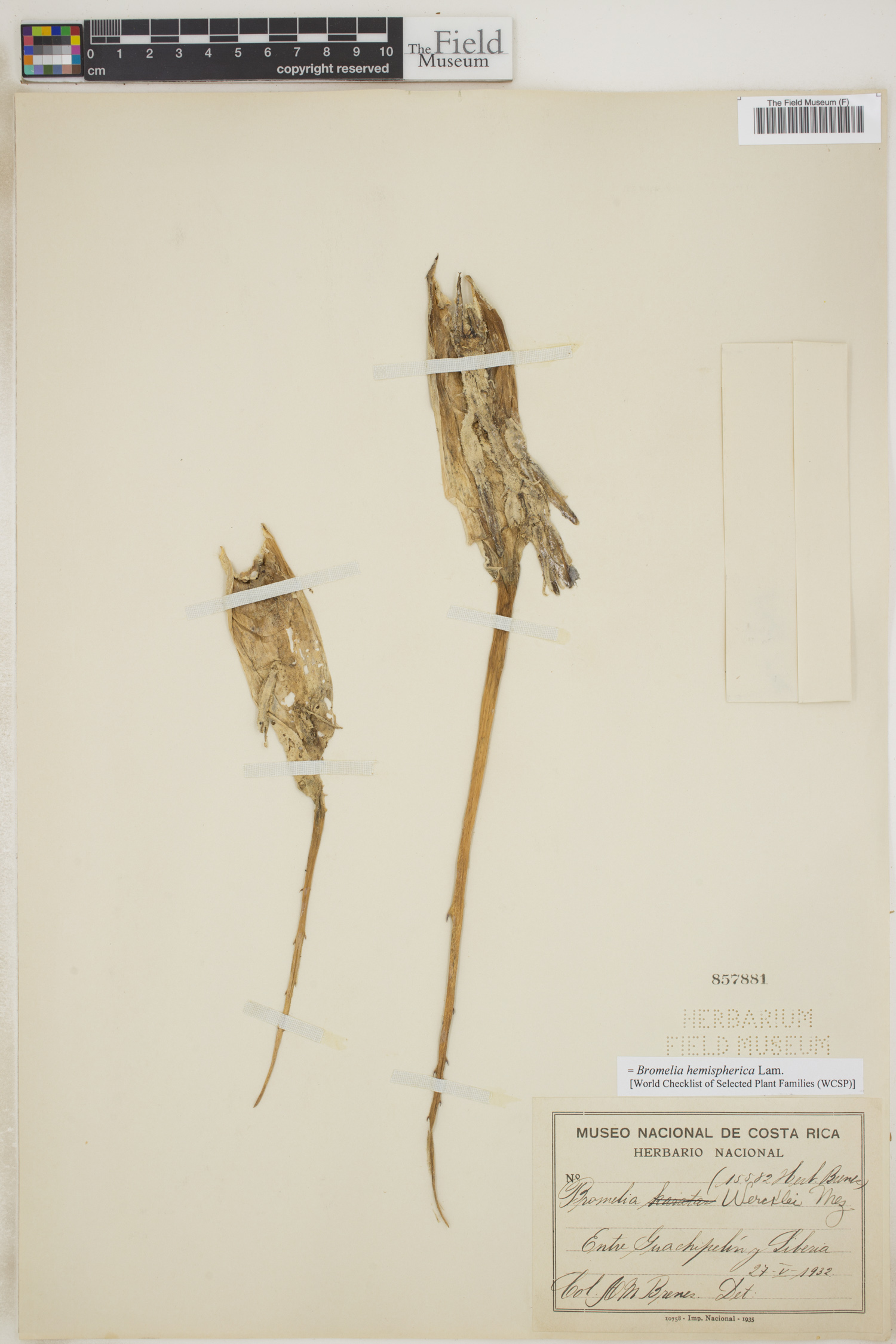 Bromelia hemispherica image
