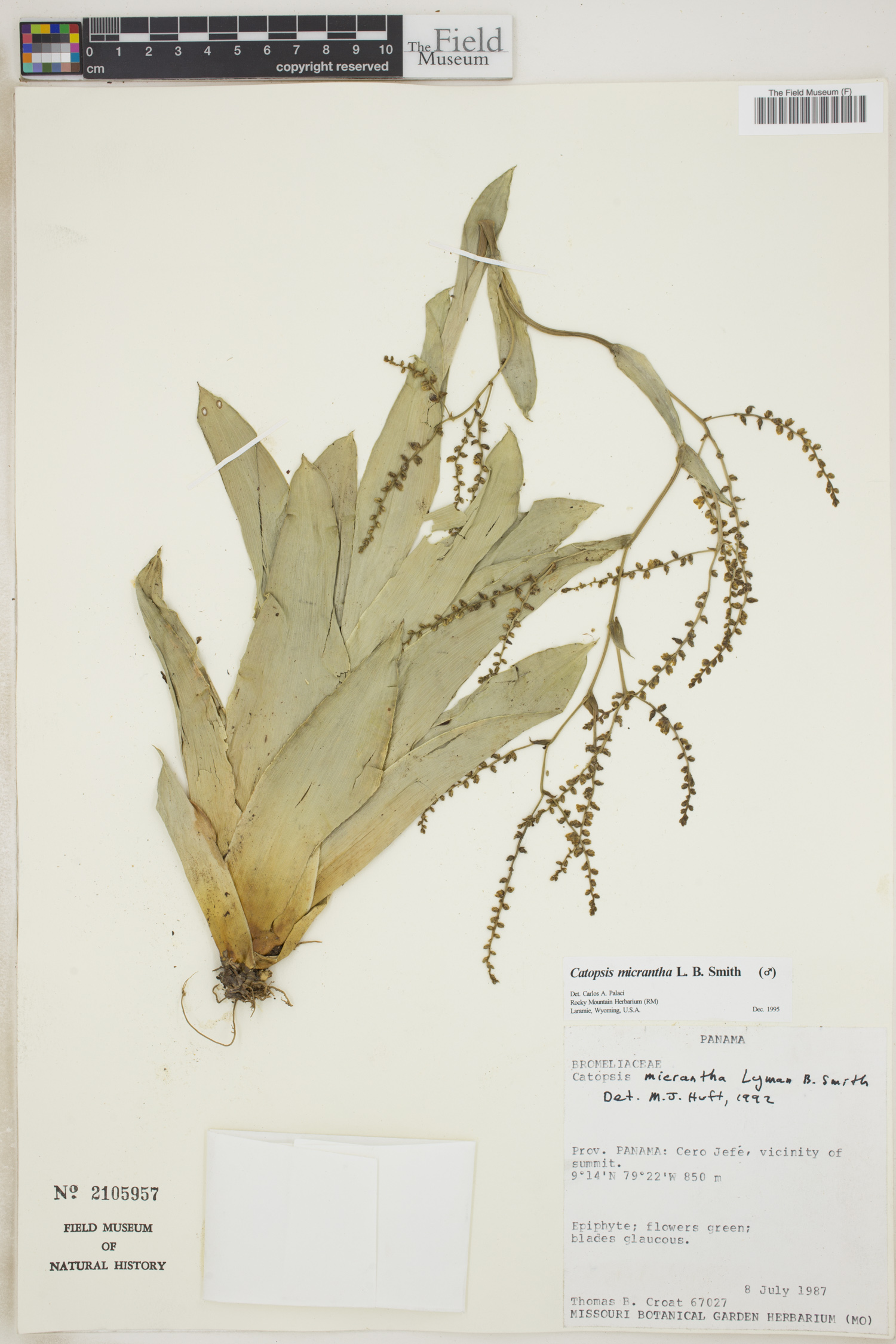 Catopsis micrantha image