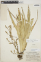 Catopsis montana image