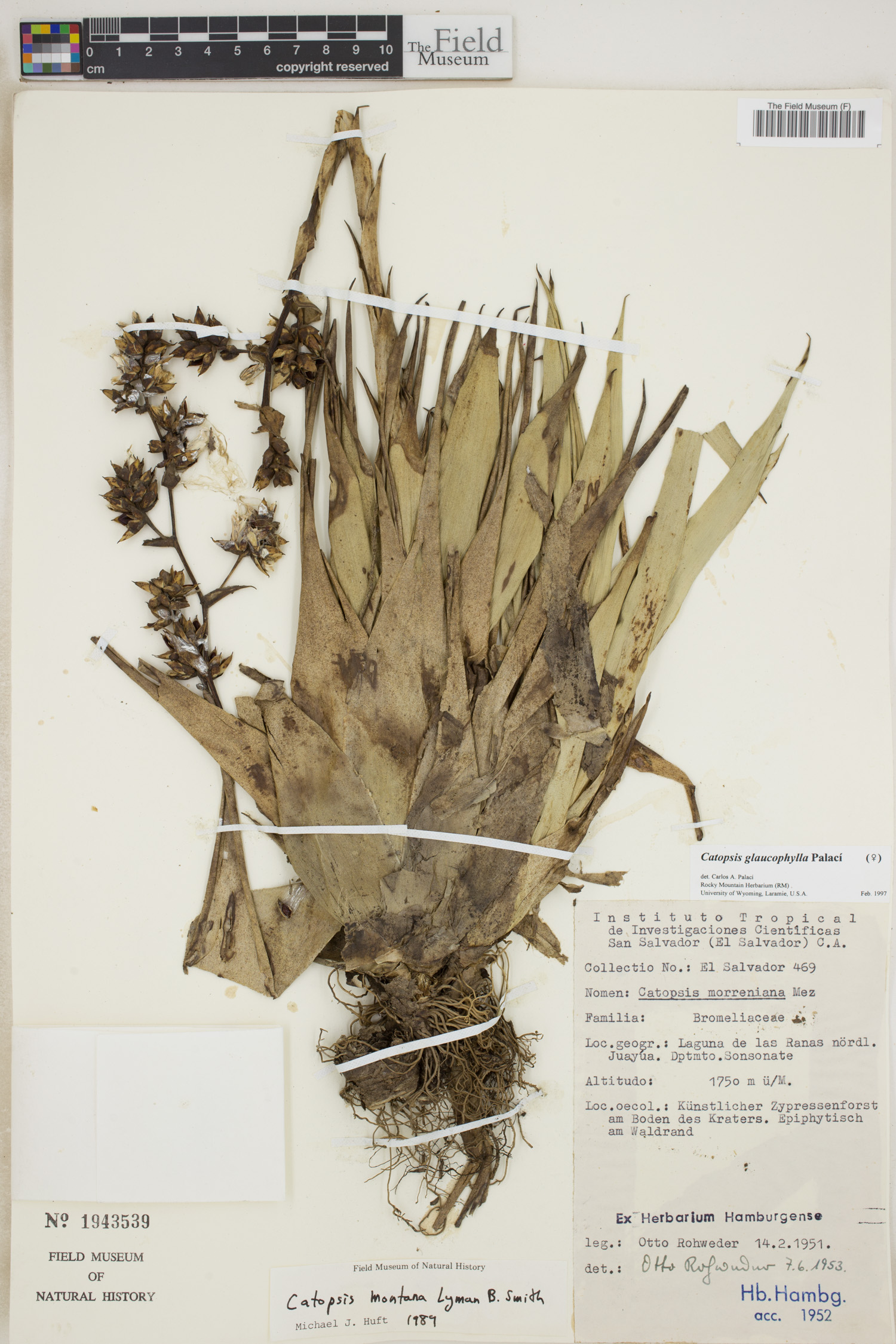 Catopsis montana image