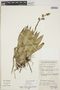 Catopsis montana image