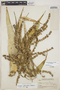 Catopsis paniculata image