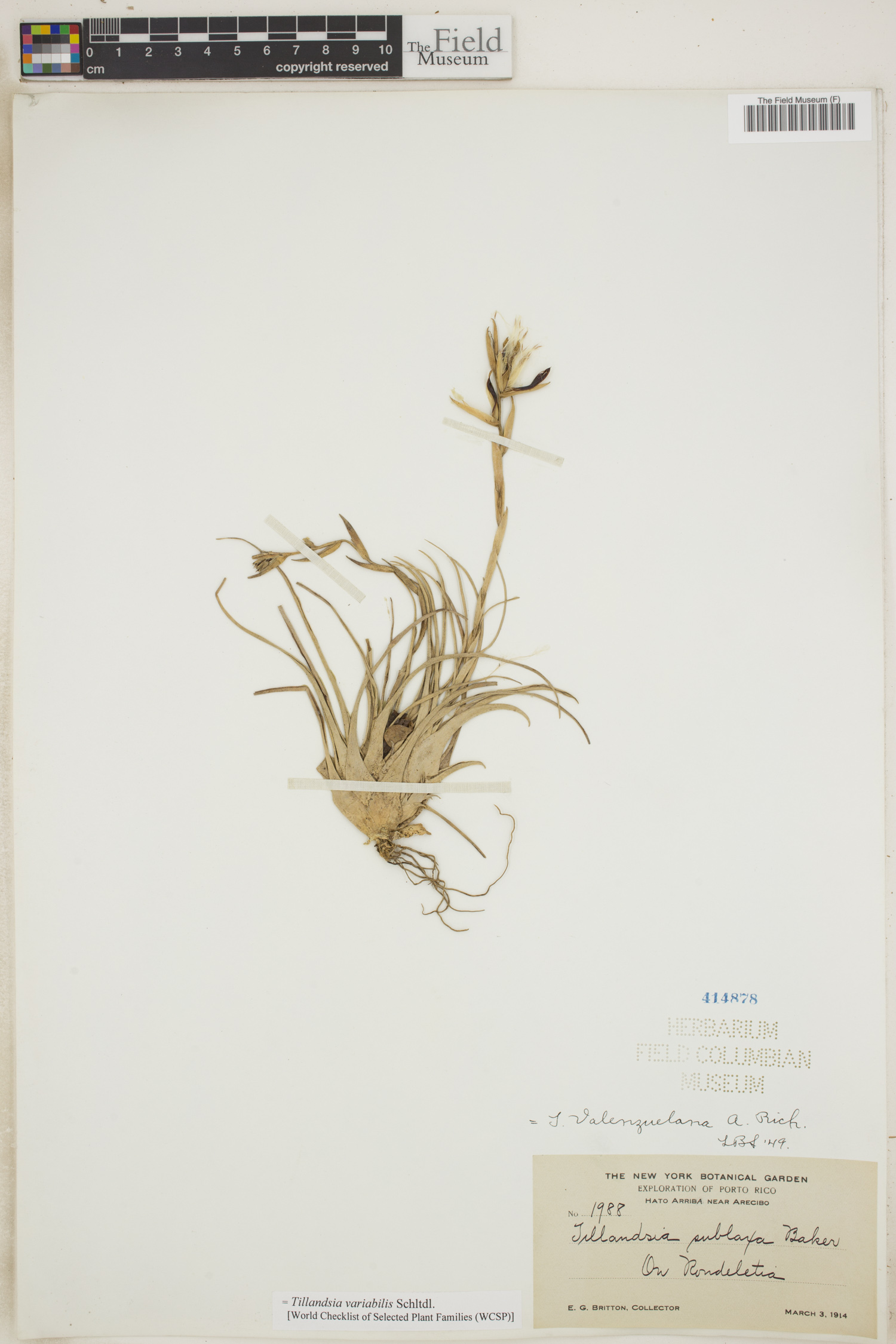 Tillandsia variabilis image