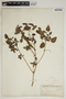 Acalypha rhomboidea Raf., U.S.A., C. Mohr 8, F