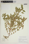 Acalypha rhomboidea Raf., U.S.A., W. R. Smith 15087, F