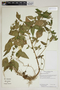 Acalypha rhomboidea Raf., U.S.A., M. H. Mayfield 2014, F