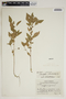 Acalypha rhomboidea Raf., U.S.A., J. W. Moore 10309, F