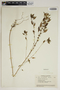 Acalypha rhomboidea Raf., U.S.A., D. S. Correll 9244, F
