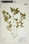 Acalypha rhomboidea Raf., U.S.A., T. G. Lammers 9835, F