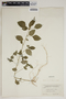 Acalypha setosa image