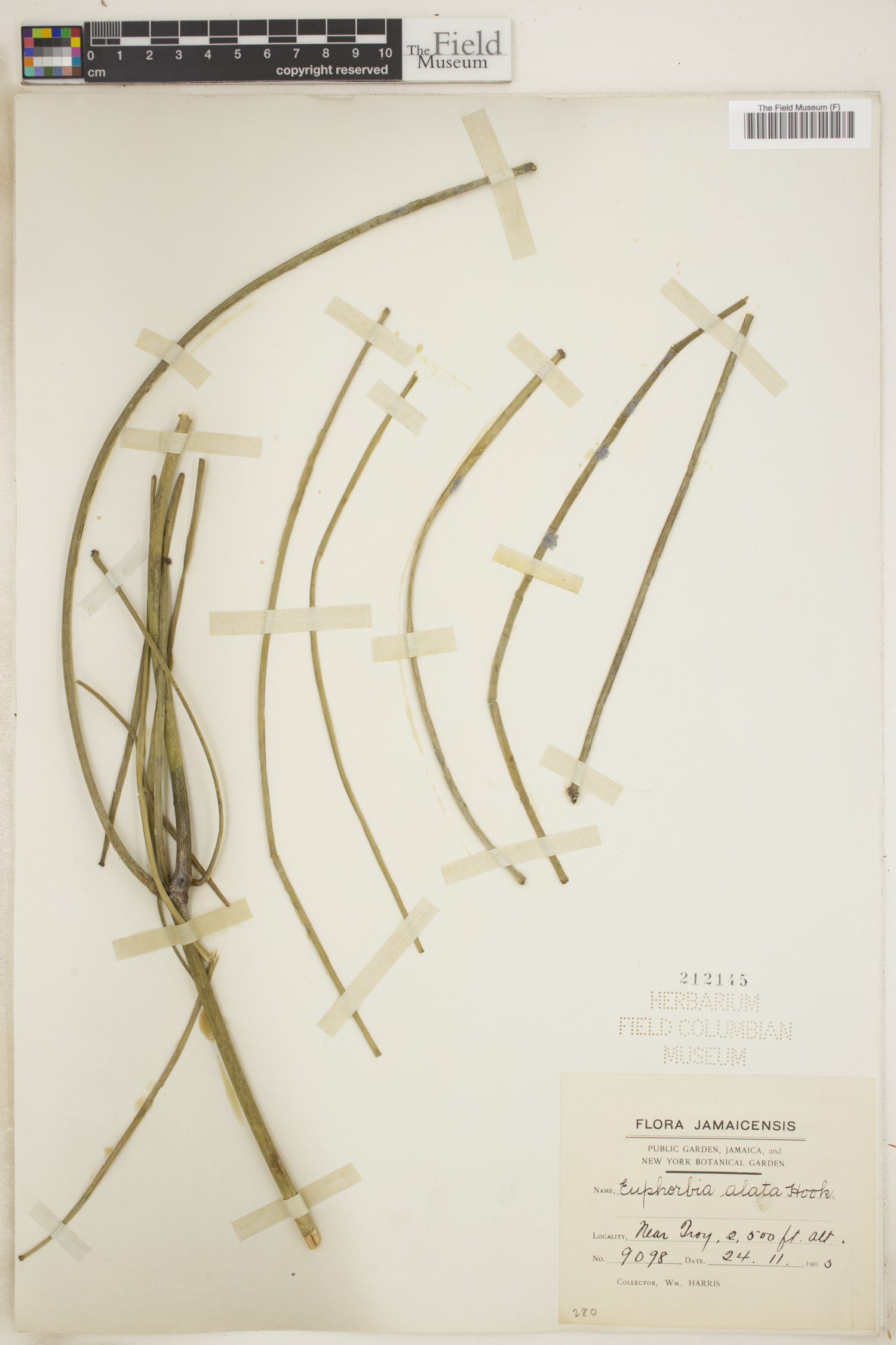 Euphorbia alata image