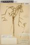 Euphorbia articulata image
