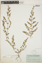 Euphorbia blodgettii Engelm. ex Hitchc., BAHAMAS, C. F. Millspaugh 2271, F