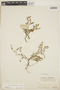 Euphorbia blodgettii Engelm. ex Hitchc., BERMUDA, C. F. Millspaugh 41, F