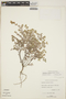 Euphorbia cayensis Millsp., BAHAMAS, D. S. Correll 43939, F