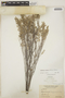 Euphorbia cayensis image