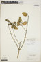 Euphorbia cymosa image