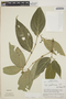 Piper carpinteranum image