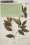 Piper carpinteranum image
