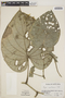 Piper carrilloanum image