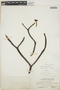 Euphorbia gymnonota Urb., BAHAMAS, C. F. Millspaugh 9245, F